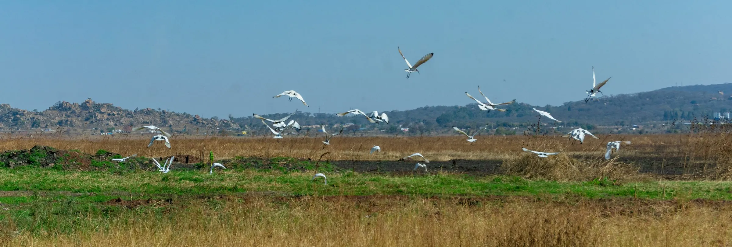 Egrets over the estate wetland, photographed 25 Aug 2026